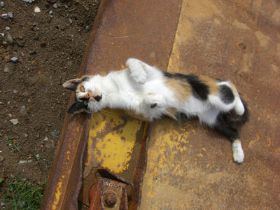 cat2a.jpg