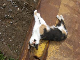 cat2b.jpg