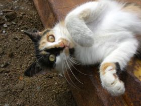 cat2c.jpg