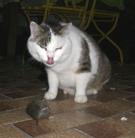 cat3.jpg