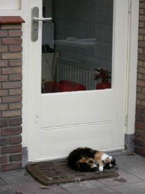 cat4a.jpg