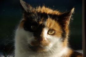 cat6 (1).jpg