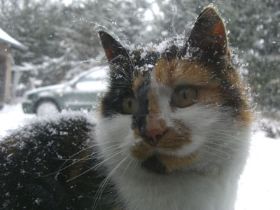 cat9.jpg